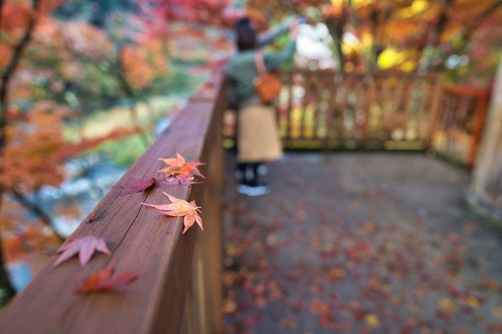 紅葉とカップル