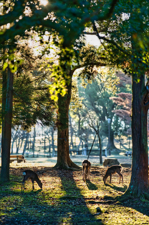奈良公園の鹿4