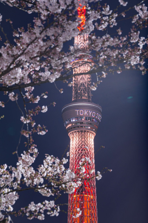 東京スカイツリー×夜桜