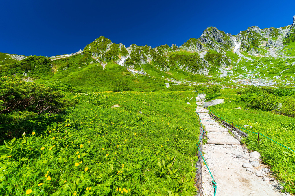 高山の花畑