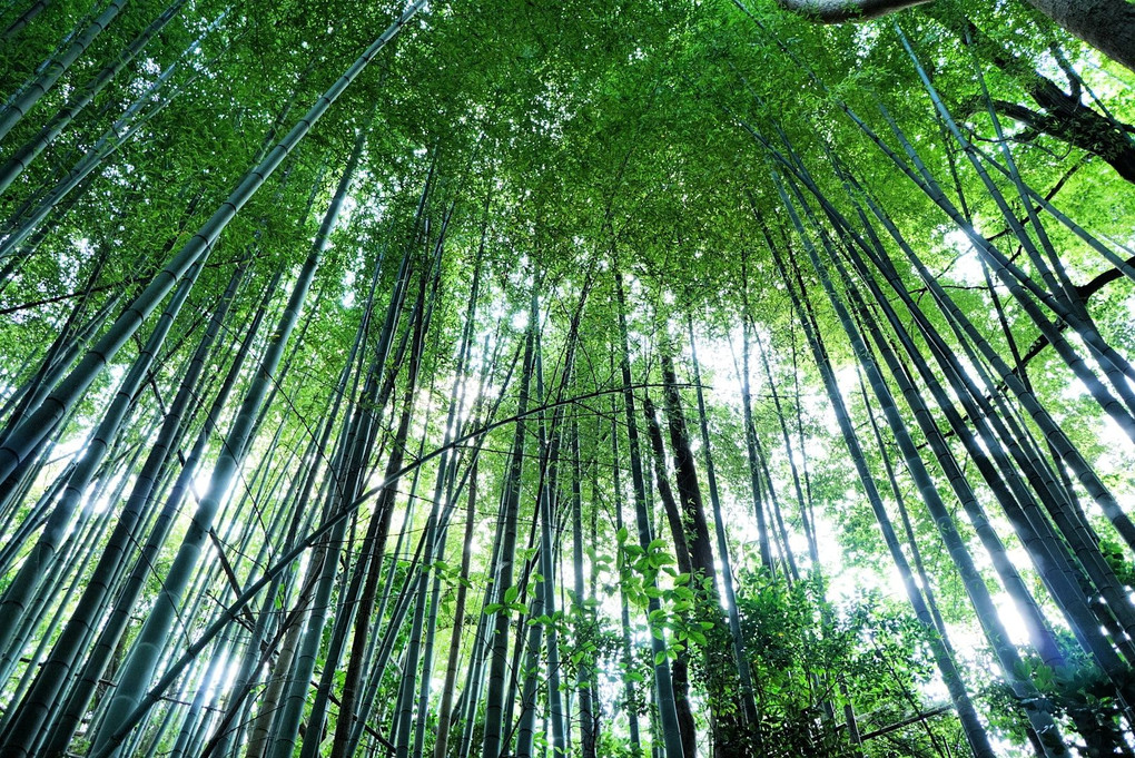 諏訪神社の竹林