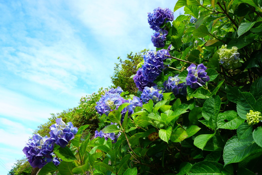 真野寺の紫陽花