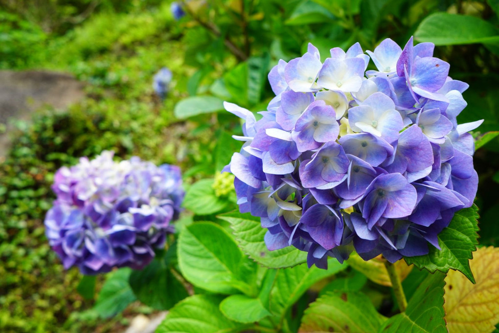 真野寺の紫陽花