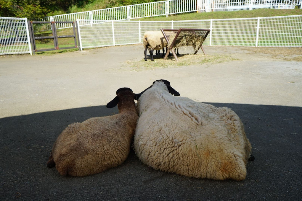 釧路市動物園