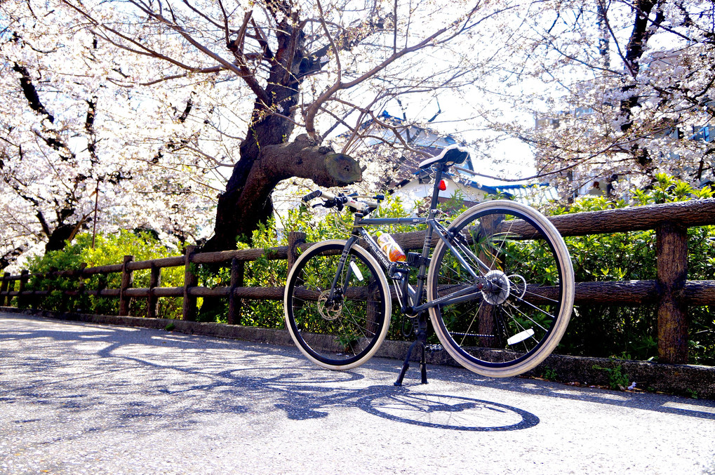 　桜のお花見…、ポタリング