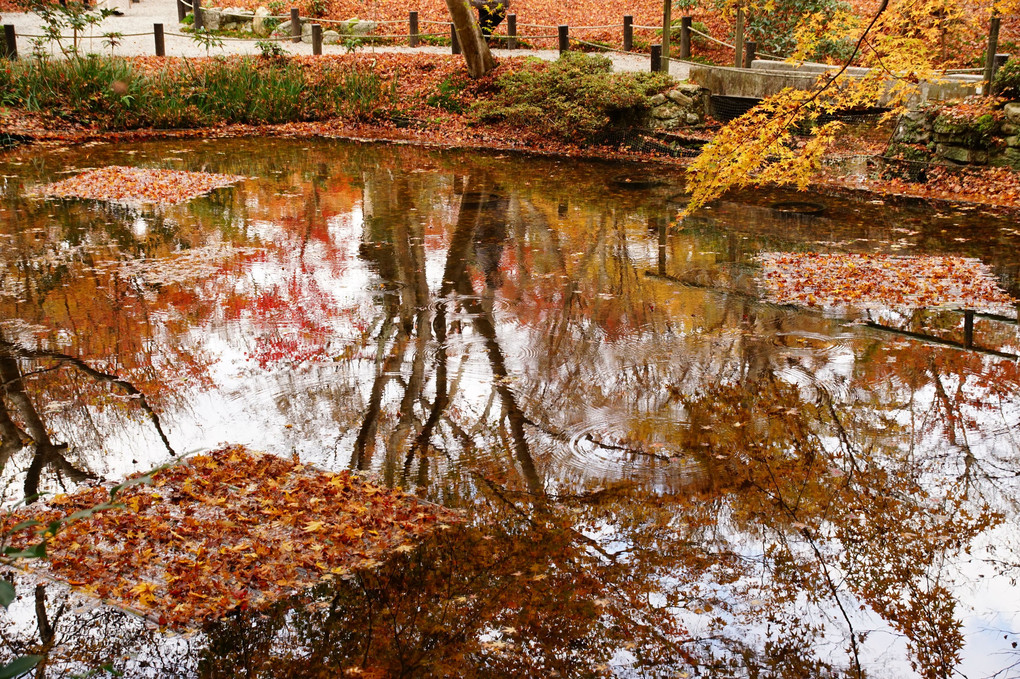 散り紅葉の池