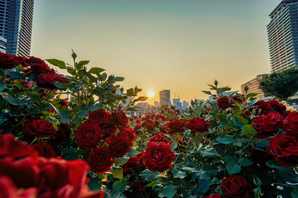 バラ園夕景