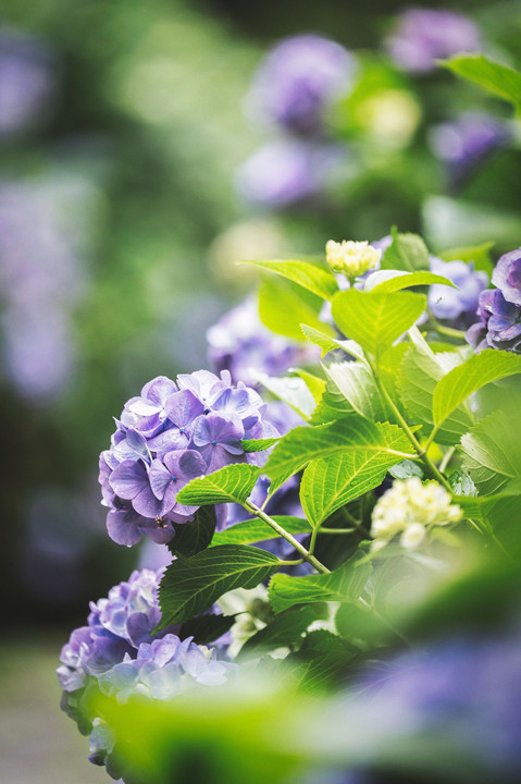 下田の紫陽花