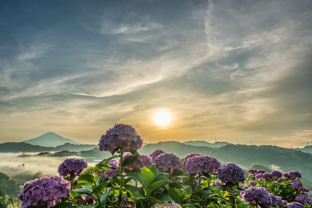吉原の紫陽花