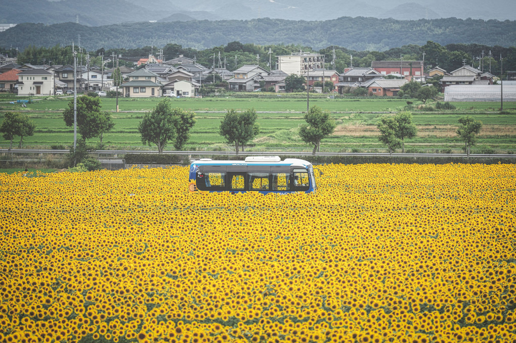 ひまわりの丘公園