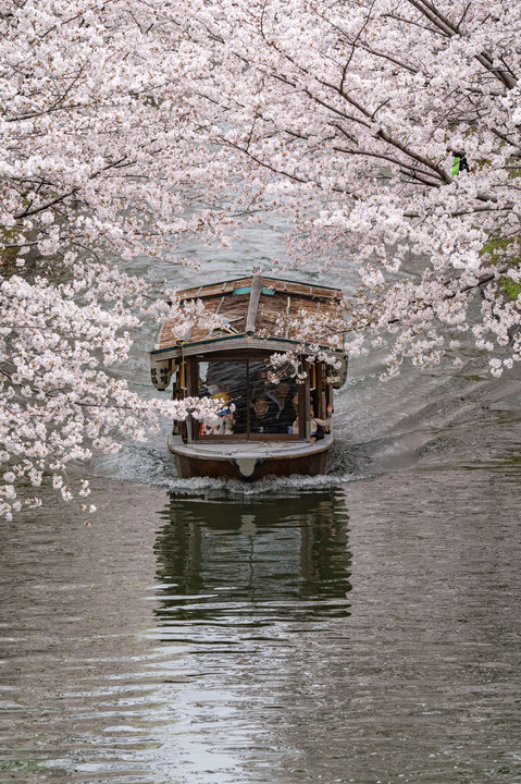 満開の桜と十石舟