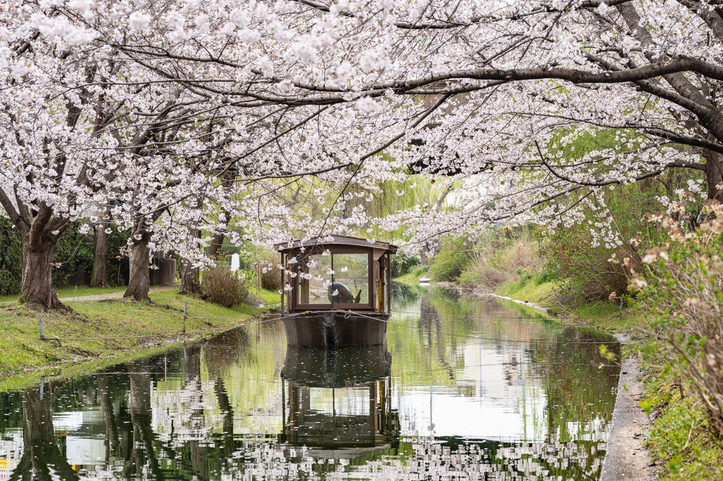 満開の桜と十石舟