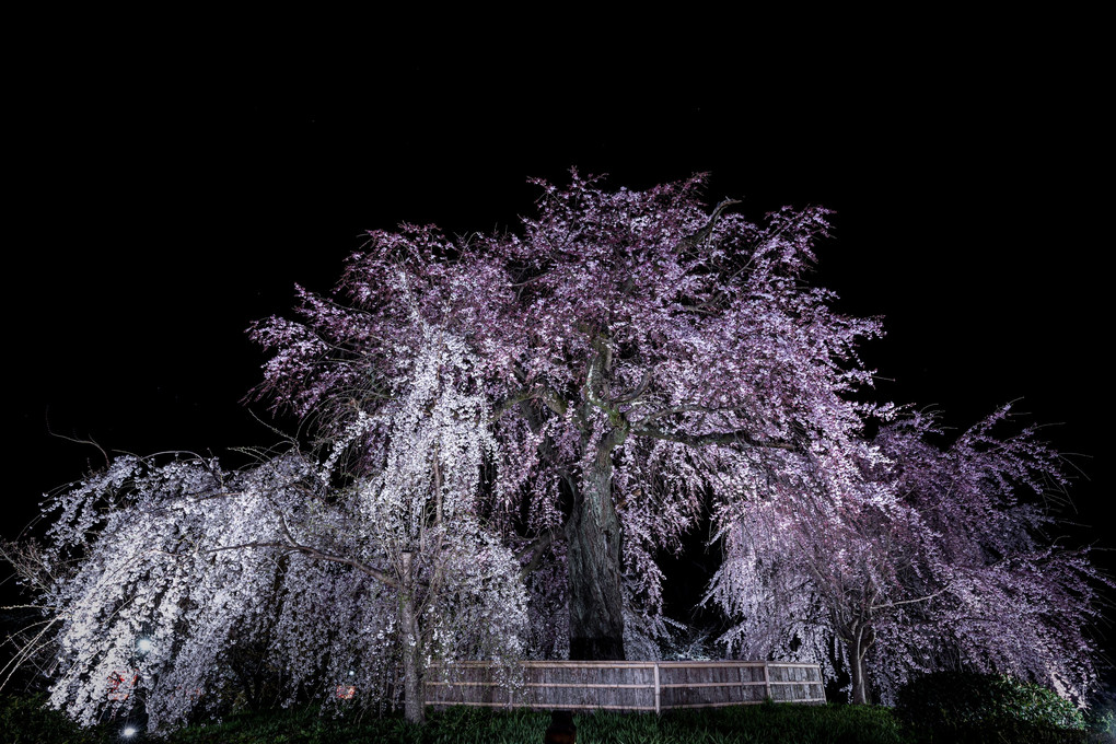 円山公園