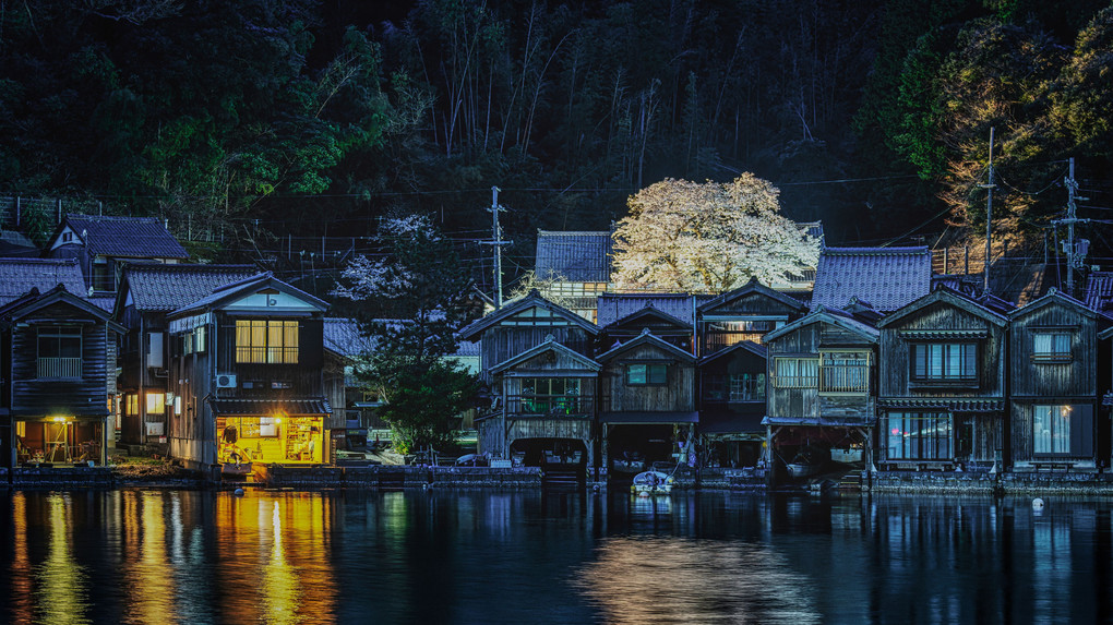 舟屋の夜桜