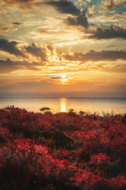 琵琶湖の夜明けと彼岸花 　