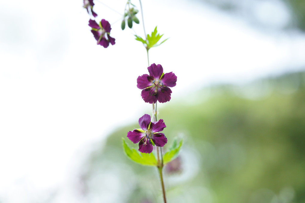 黒花風露と南風