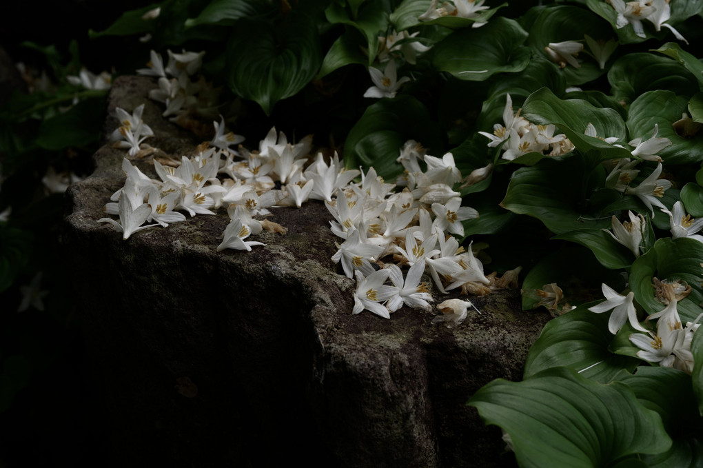 意味は知らずとも花は落ちて