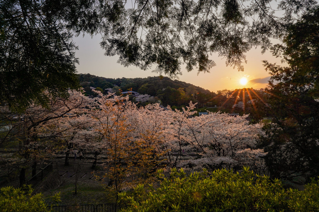 桜咲く蹴上インクラインの夕陽