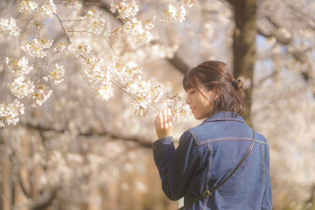 桜ポートレート