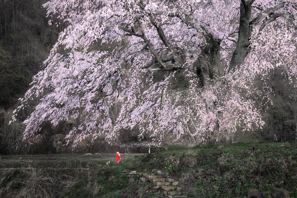 枝垂れ桜とお地蔵様