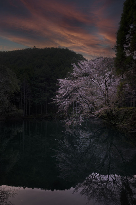 湖面に映る桜