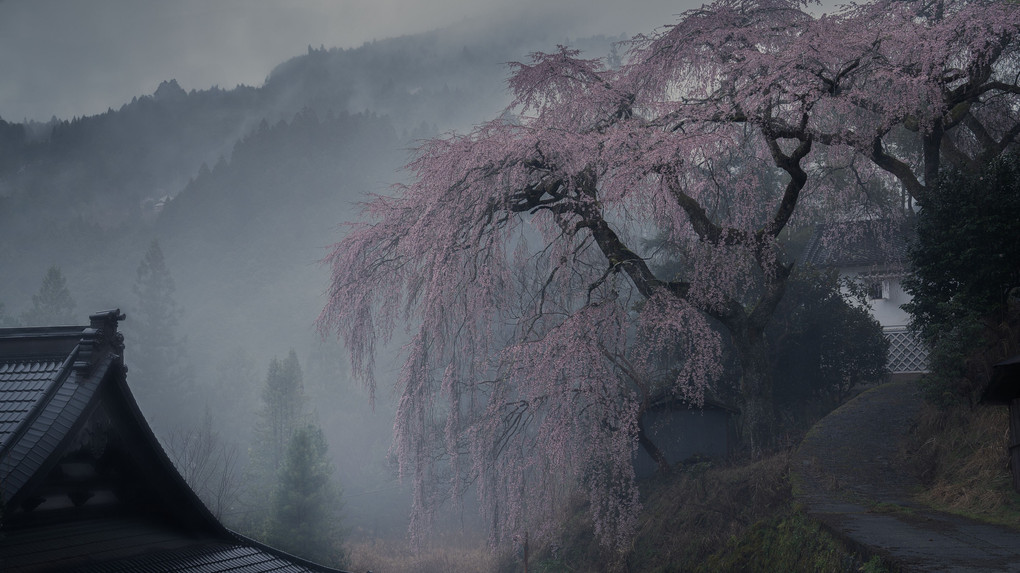 霧×枝垂れ桜