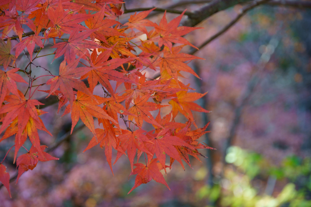 紅葉　その3