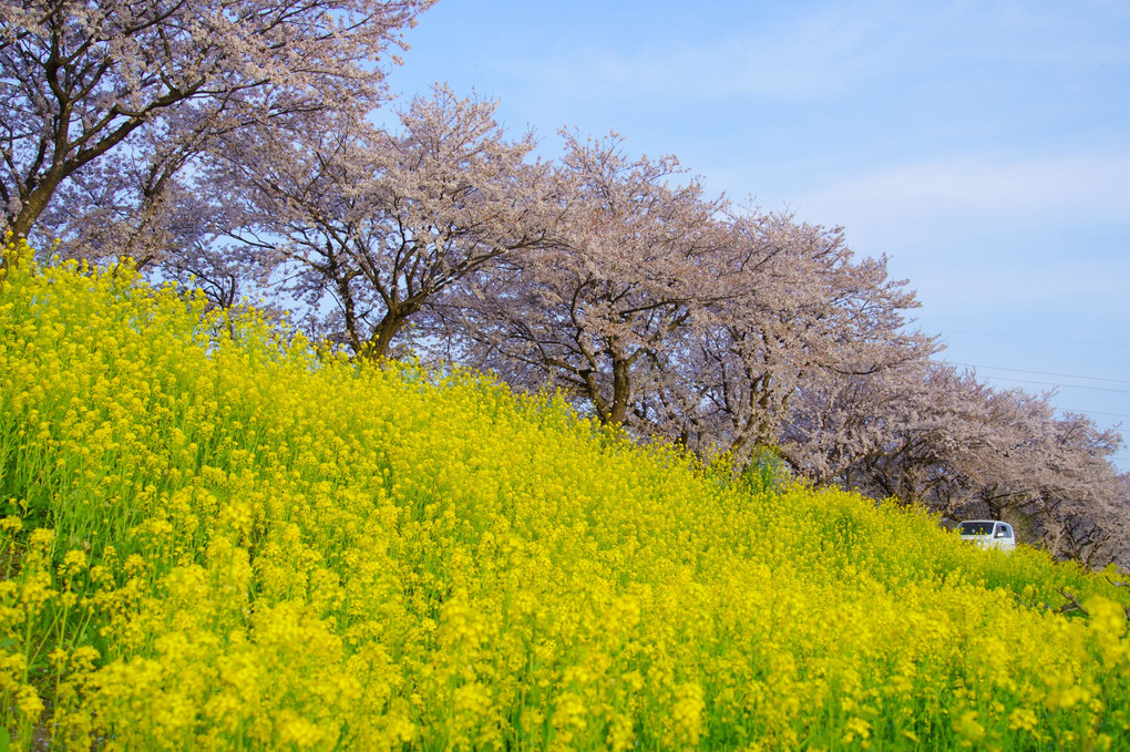 桜