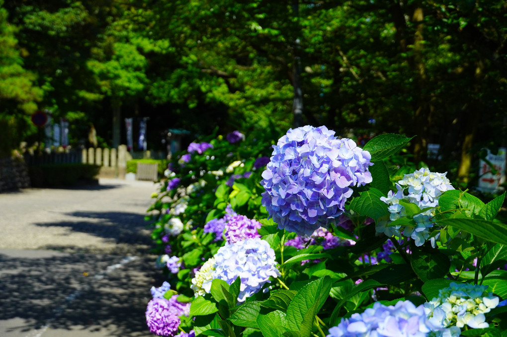 紫陽花