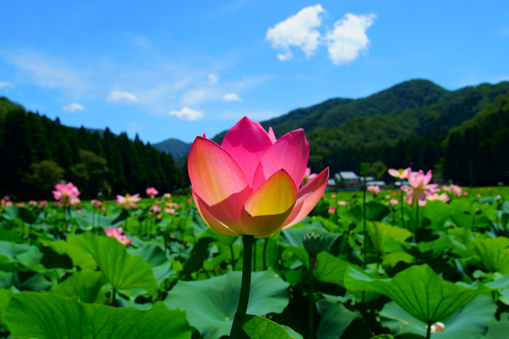 花はす公園