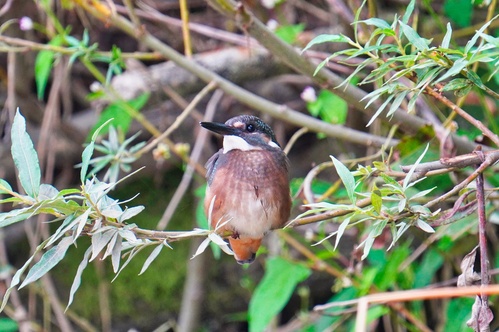 カワセミ幼鳥　おなかに葉っぱついてるよ〜