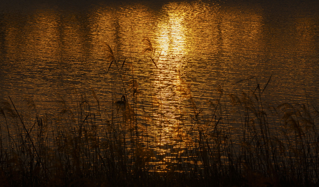 夕陽に染まる水面