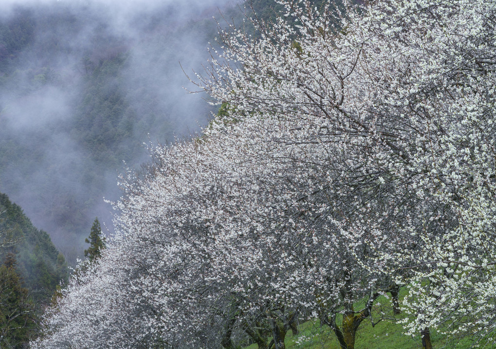 山霧に咲く梅