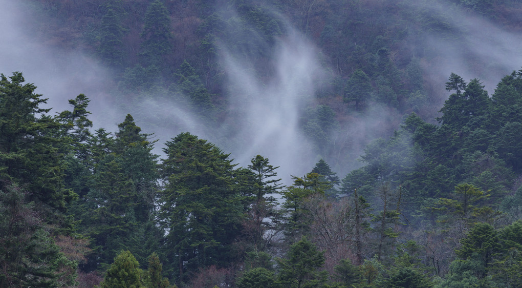 山霧に咲く梅