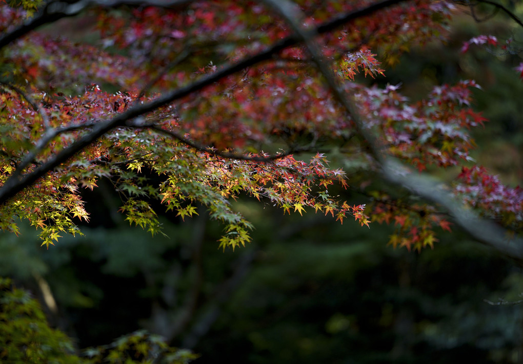 名木紅葉