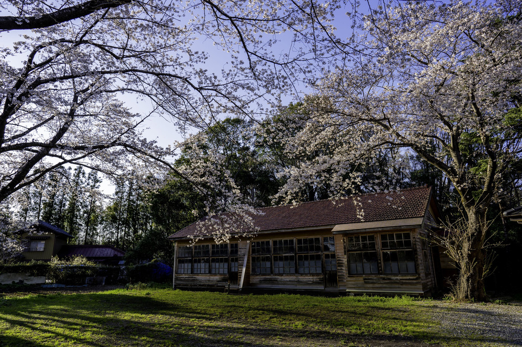 廃校を見守る桜