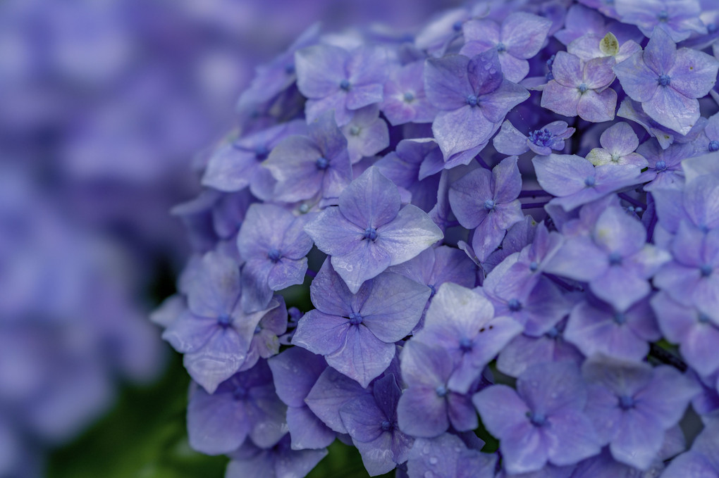 梅雨濡れの紫陽花