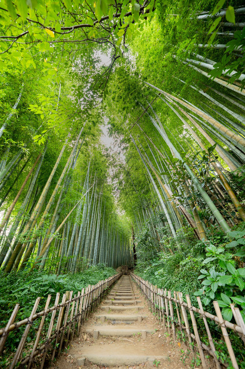 ひよどり坂（佐倉城址近隣）