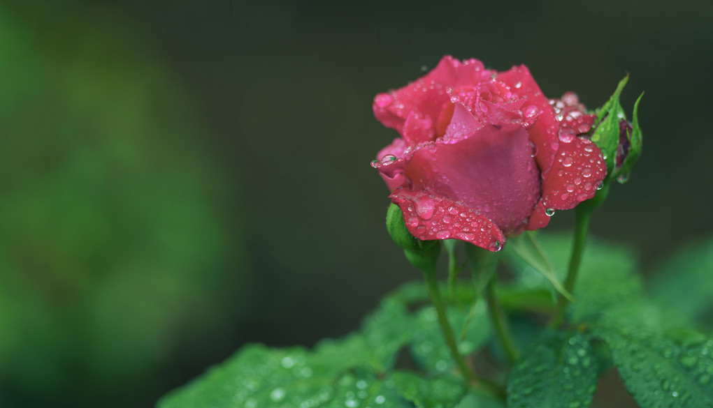 雨滴に咲くバラ