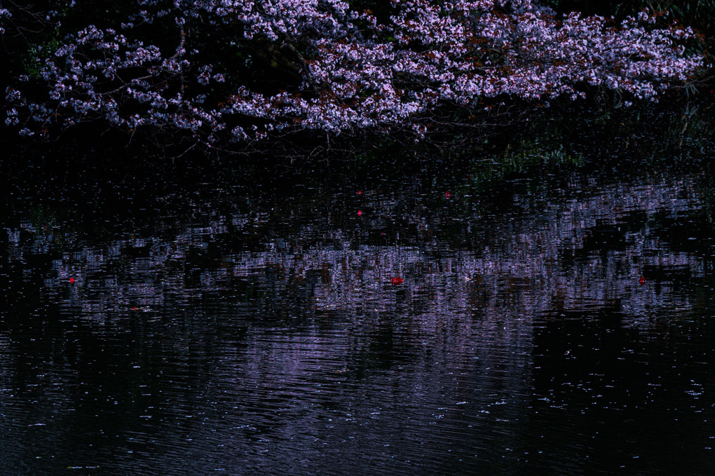 桜色浮かぶ