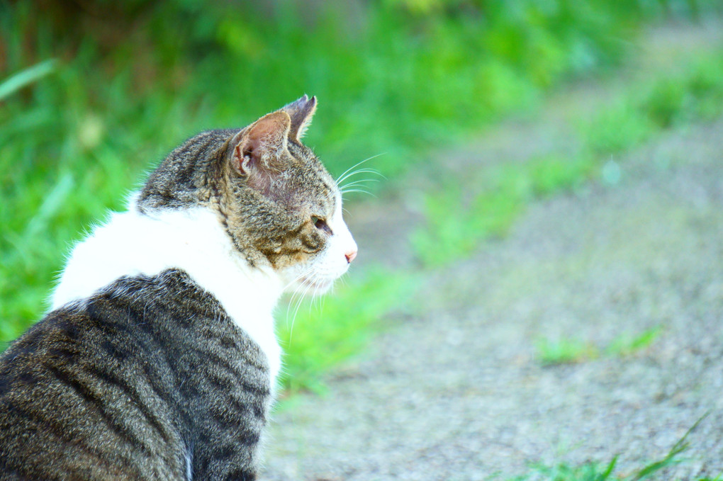 散歩　宮ヶ瀬　猫