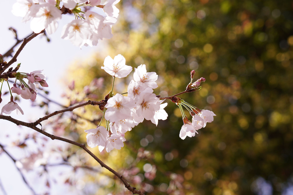 近所の桜は見頃になりました。