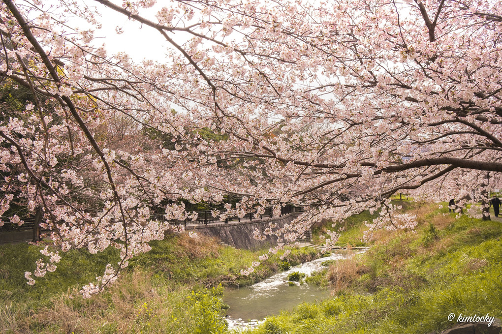 志井川は桜満開
