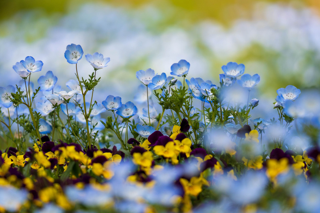 週末のお写んぽーネモフィラ