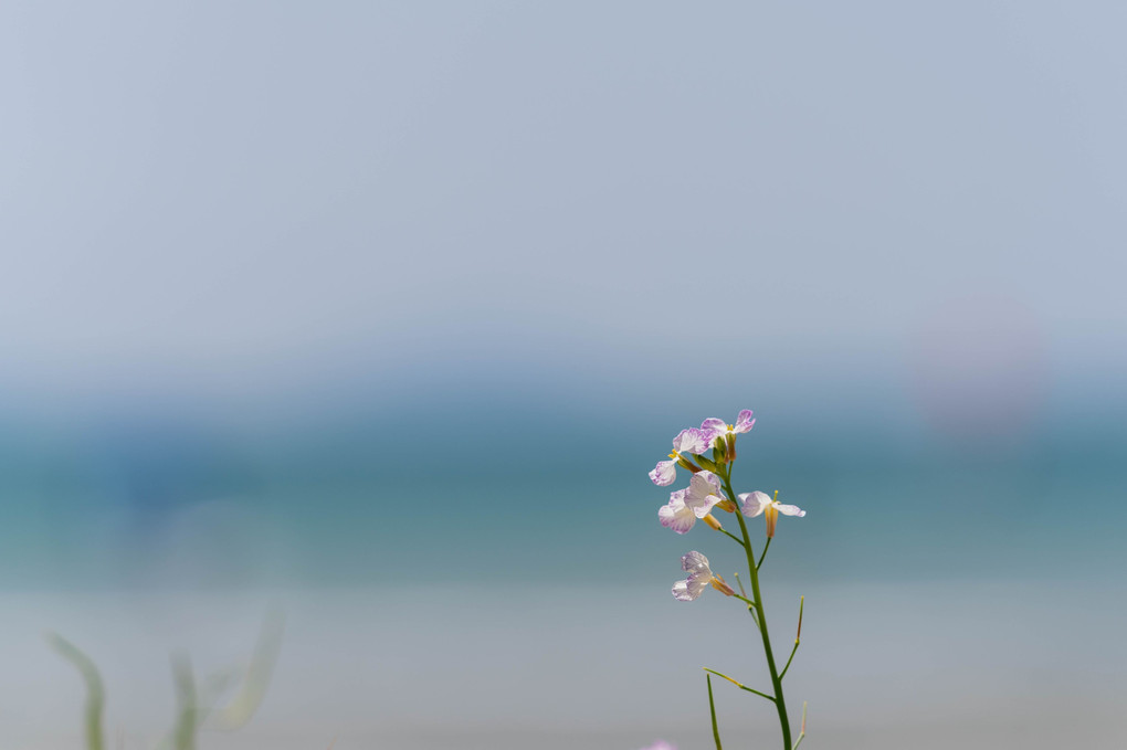花を撮りたくて出たのに何故か海を撮りました