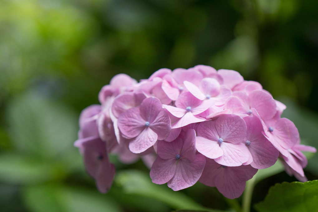 今朝の紫陽花