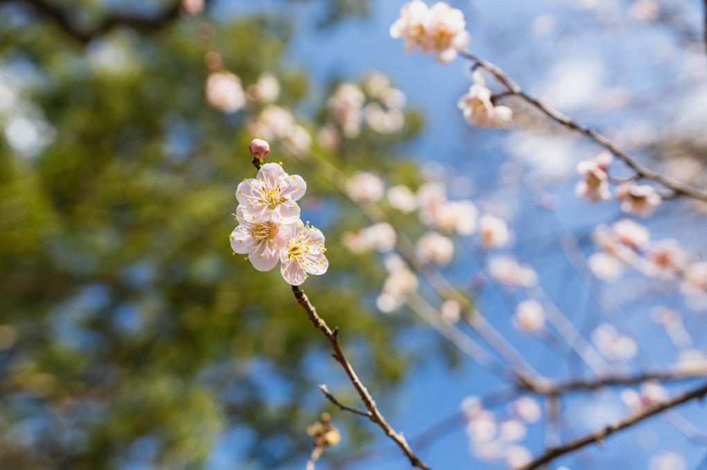 九州北部地方はこんなに春めいています。