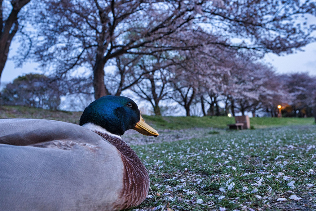 鴨と散る桜