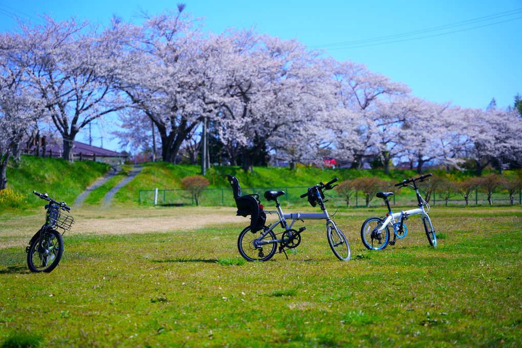 桜街道を早朝ポタリング