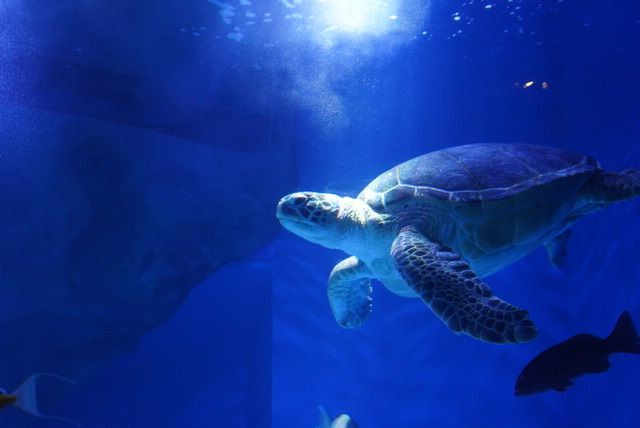 水族館